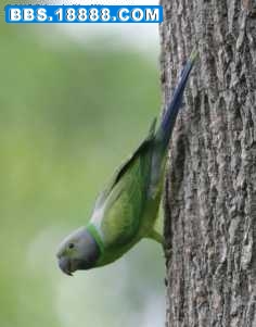 layards_parakeet_f_hunas_050605_gdsw.jpg
