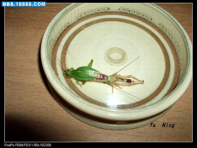 DSCF4681.jpg