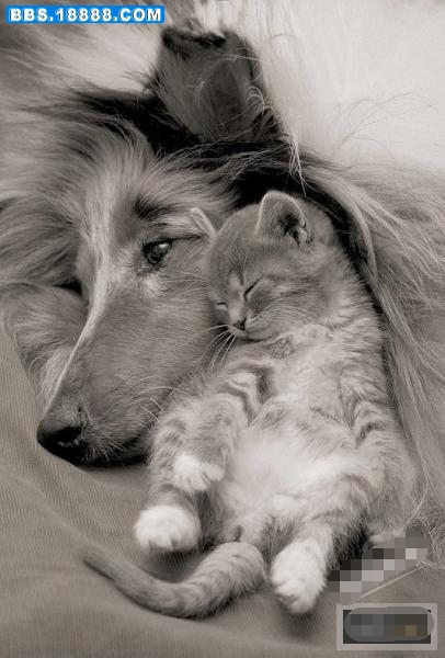 dog-and-cat-5-1_副本.jpg