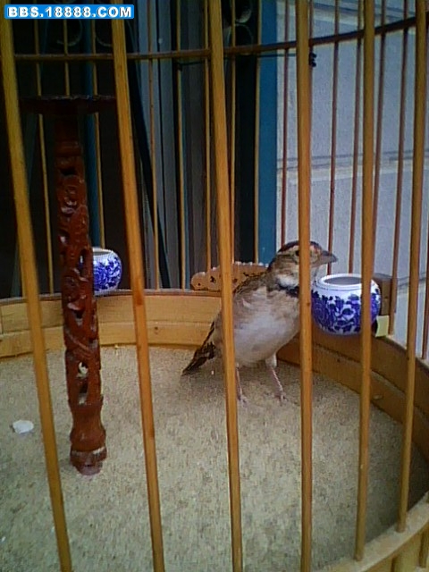IMG0012A.jpg