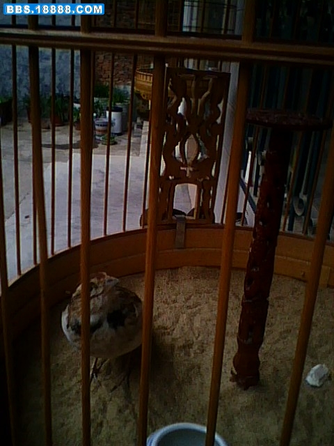 IMG0005A.jpg