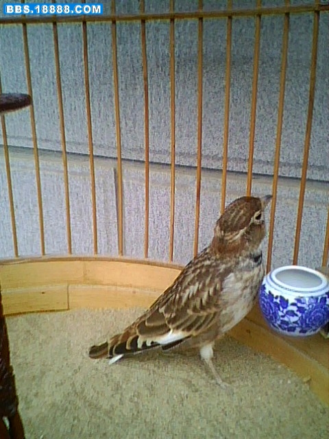 IMG0030A.jpg