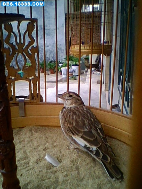 IMG0023A.jpg
