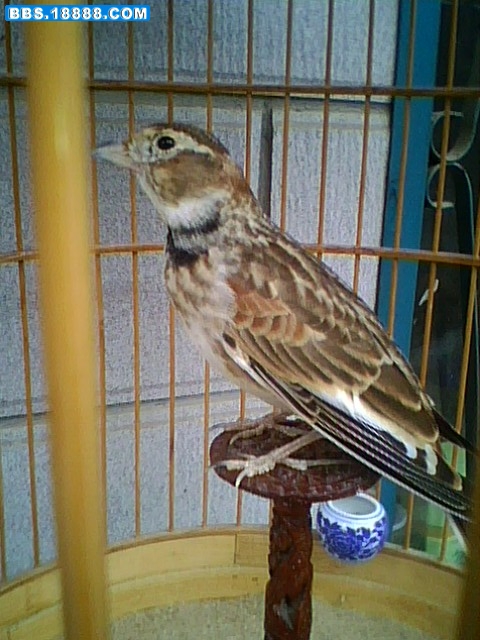 IMG0011A.jpg
