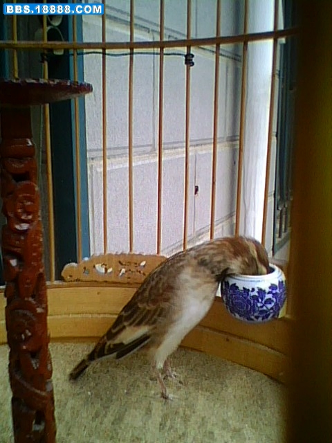 IMG0019A.jpg