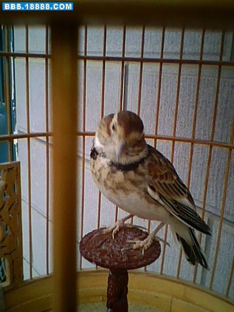 IMG0009A.jpg