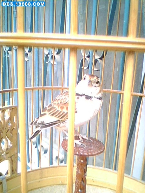 IMG0007A.jpg