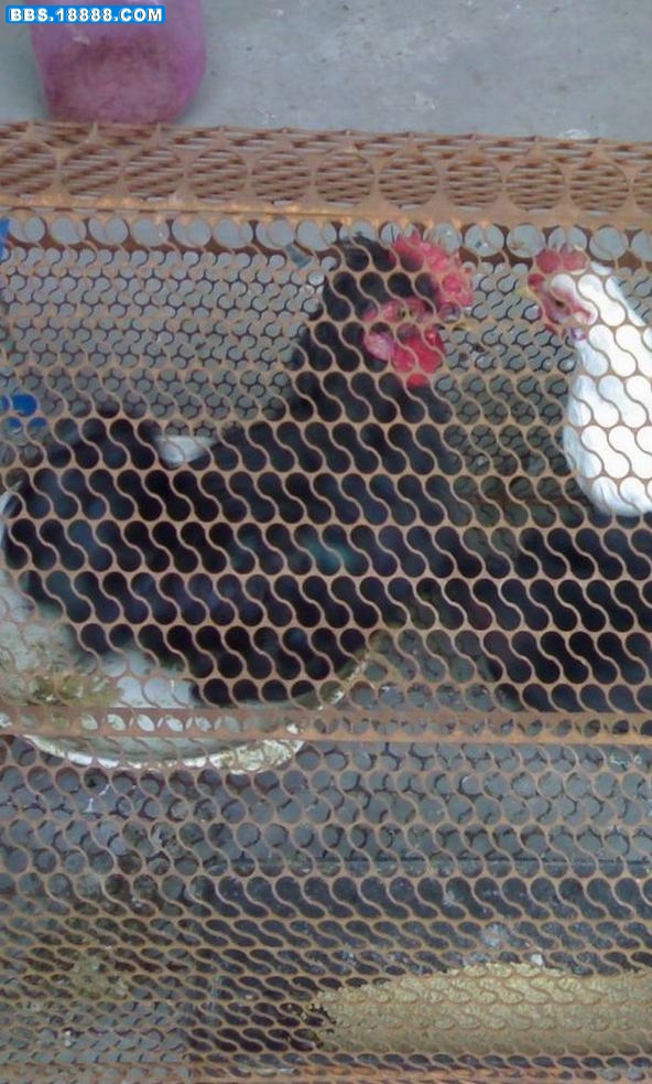 20100825913.jpg