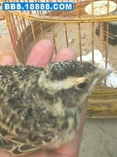 IMG0373A.jpg