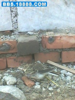 IMG0240A.jpg