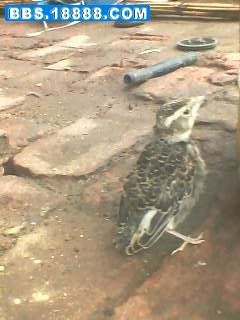 IMG0435A.jpg