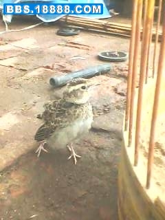 IMG0444A.jpg