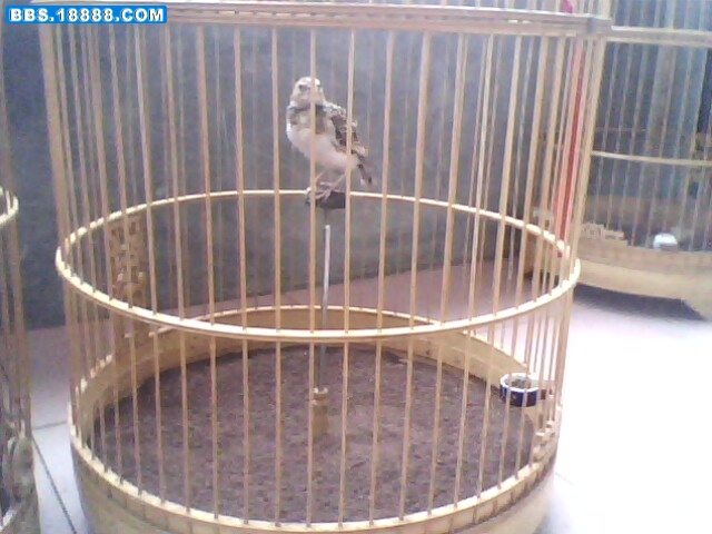 IMG0266A.jpg