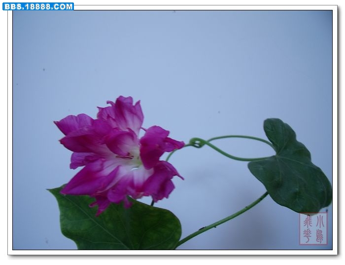 DSCF4796.jpg