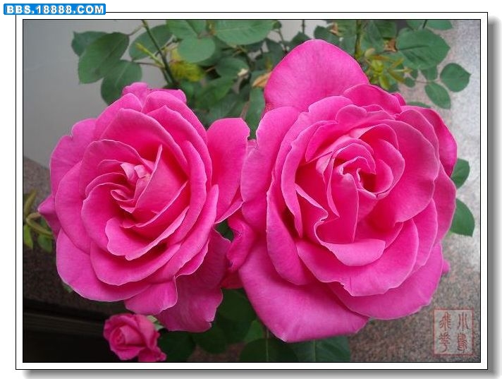 DSCF2296.jpg