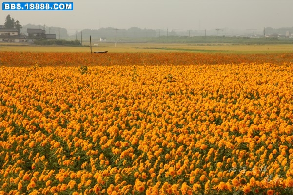conew_dpp_0082.jpg
