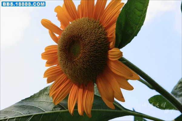 conew_dpp_0076.jpg