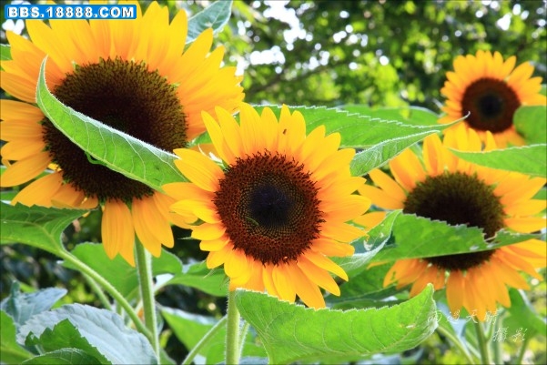 conew_dpp_0123[1].jpg