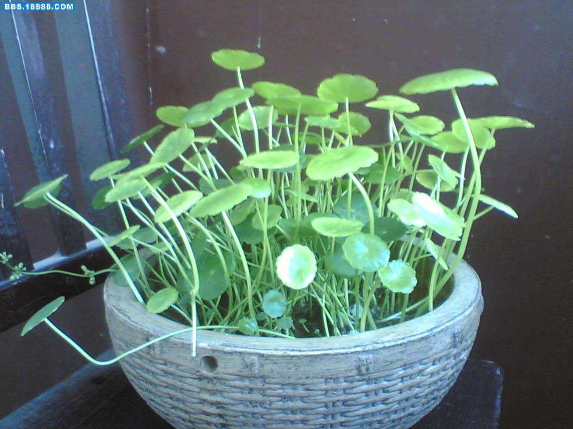 铜钱草2.jpg