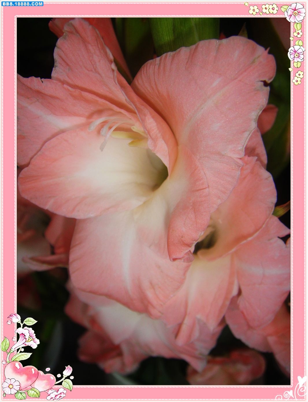 6鲜花.jpg