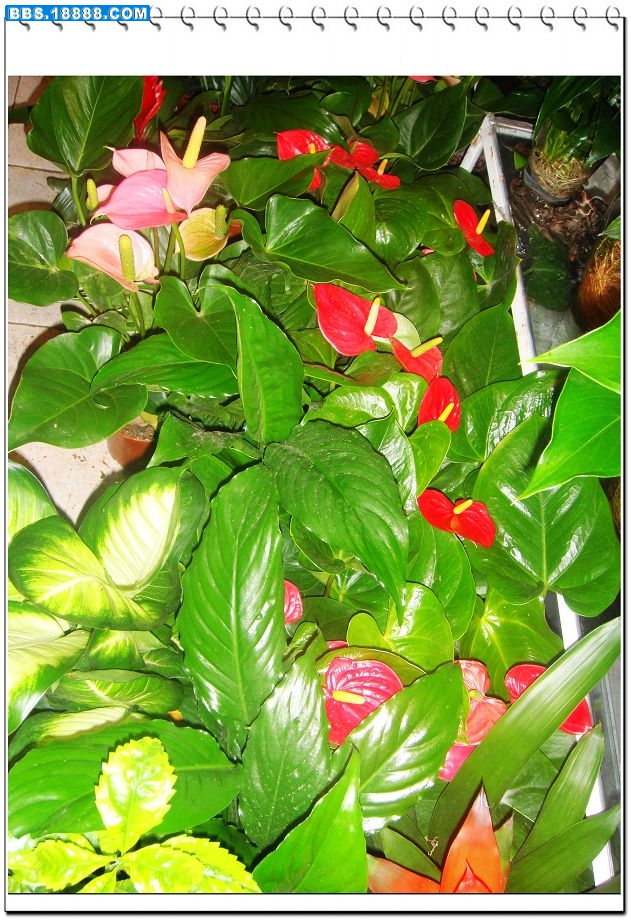 3小花.jpg