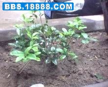 桂花1.jpg