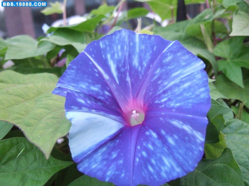 images016.jpg