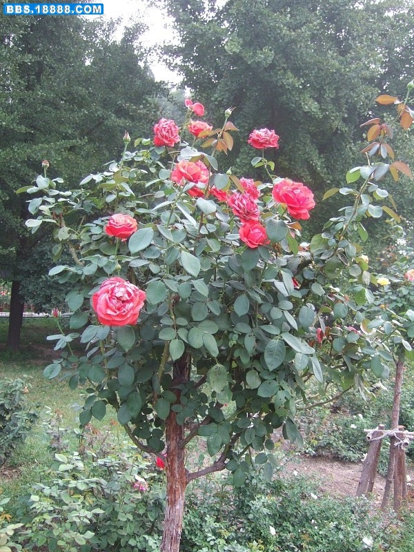 images006.jpg