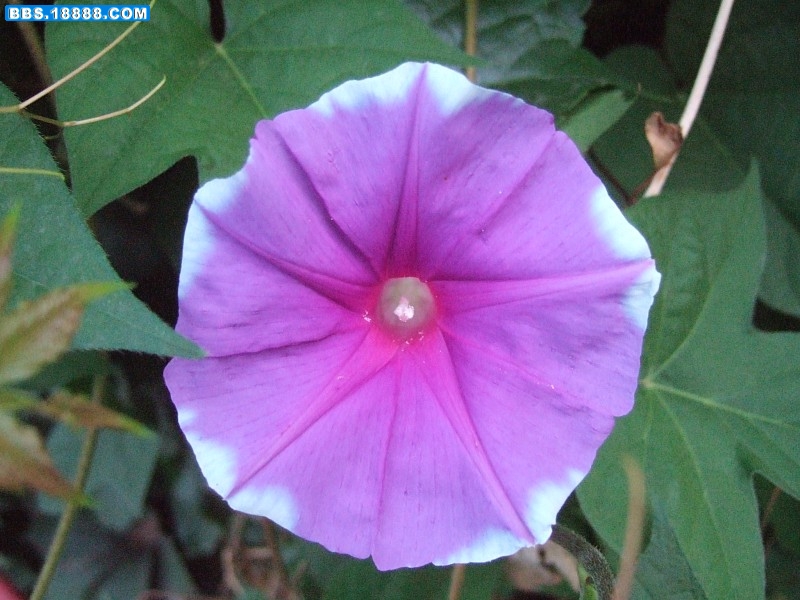 images008.jpg