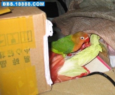偷菜.jpg