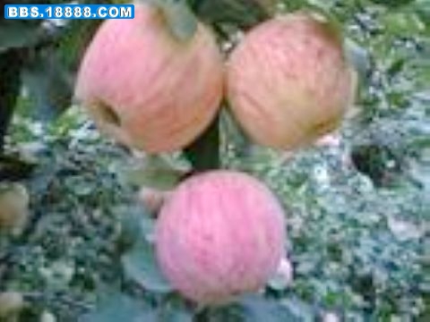 nEO_IMG_u=120952740,2230463703&amp;fm=0&amp;gp=0.jpg