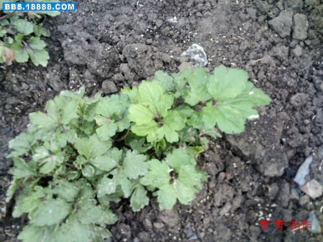 nEO_IMG_PICT1916.jpg