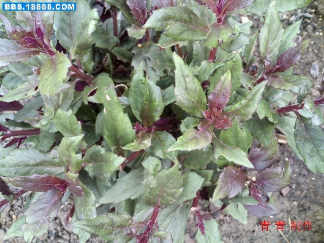 nEO_IMG_PICT1951.jpg