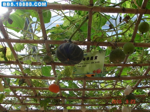 DSC06328_缩小大小.JPG