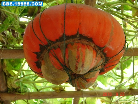 DSC06333_缩小大小.JPG