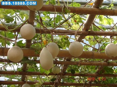 DSC06330_缩小大小.JPG