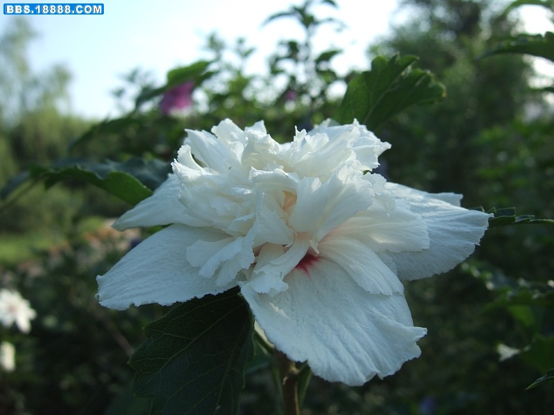 images038.jpg