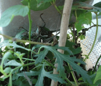 绛碣紫蝈蝈2.gif