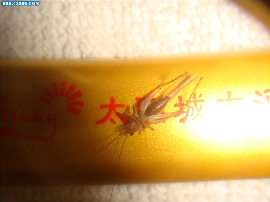 DSC01530_副本.jpg