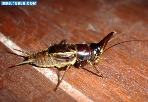 InsectsPics_reply_27114.jpg