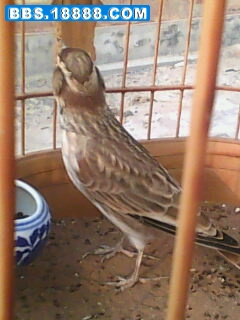IMG0249A.jpg