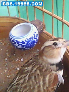 IMG0177A.jpg