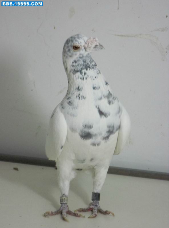 image88.JPG