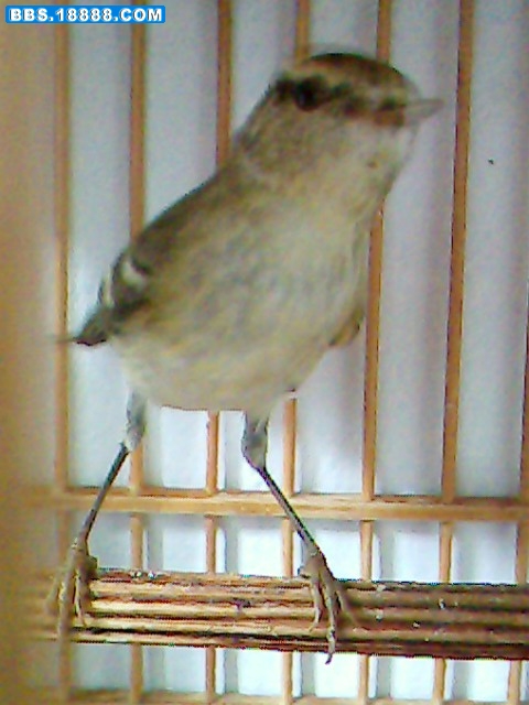 IMG0531A.jpg