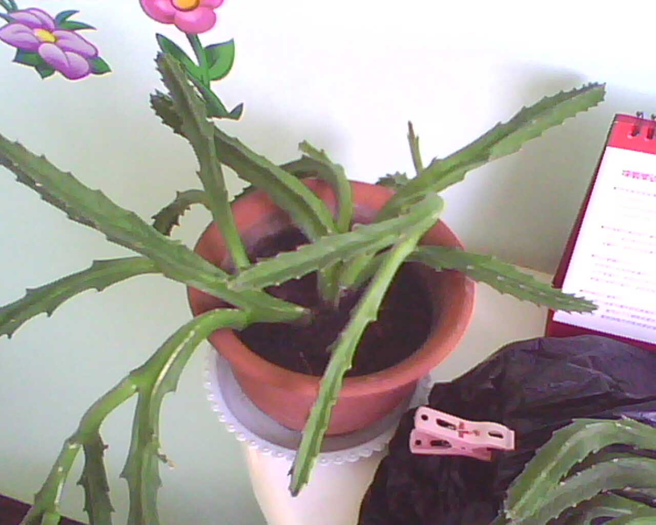 IMG0125A.jpg