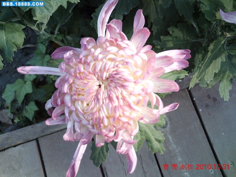 nEO_IMG_PICT0011.jpg