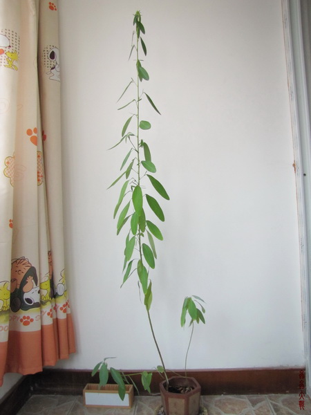 IMG_1337_调整大小.JPG