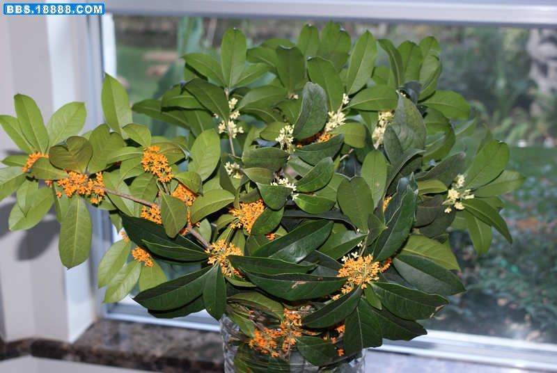 桂花-枝条.jpg