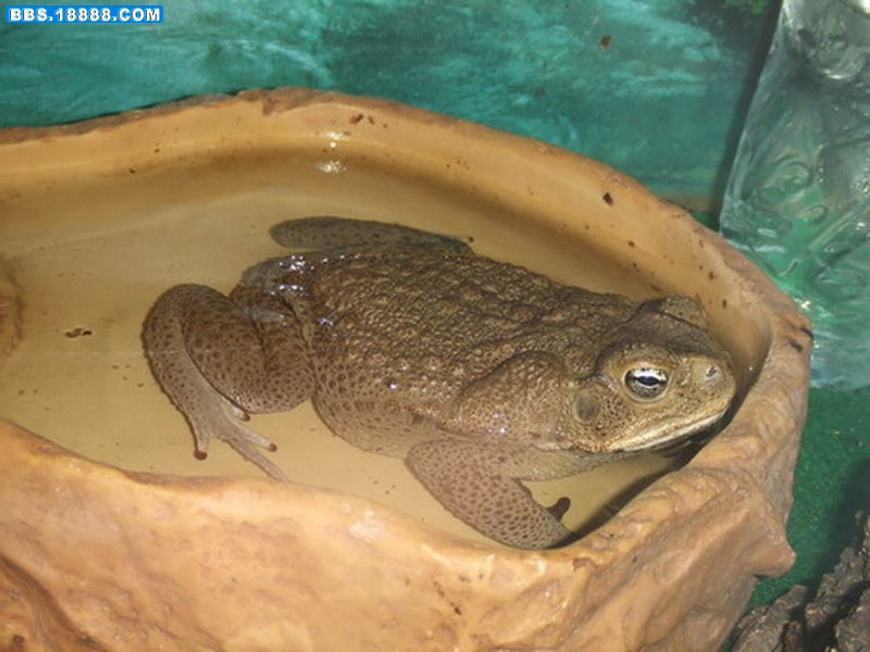 蛙 26.jpg