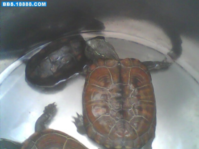 IMG0372A.jpg